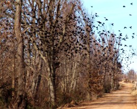 Birds, Trees and the Country Road